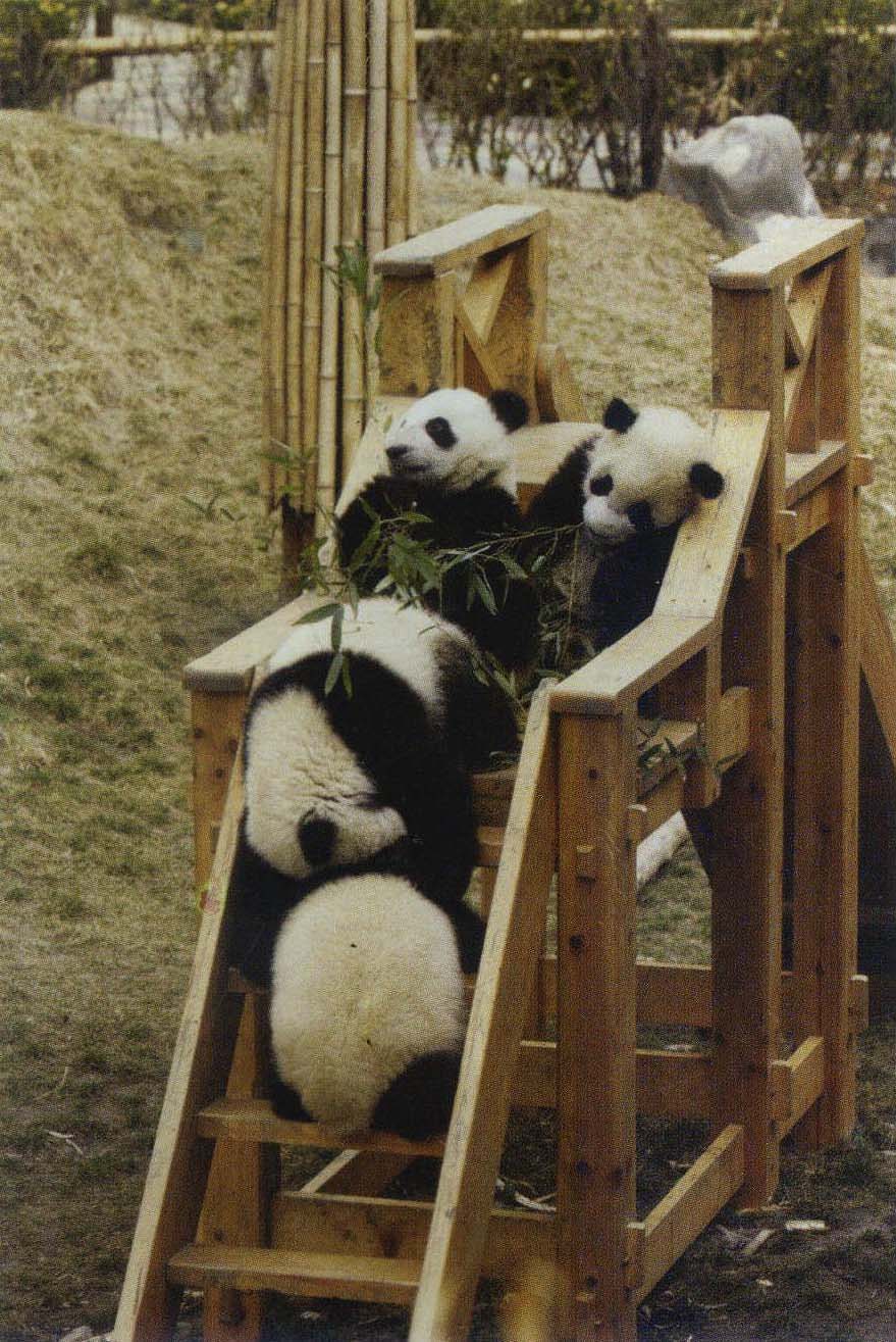 卧龍——小熊猫幼兒園組圖-2